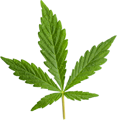 http://thebatterseabox.com/wp-content/uploads/2018/12/marijuana_leaf_large.png